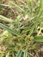 Cyperus congestus