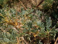 Astragalus sempervirens