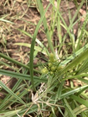 Cyperus congestus