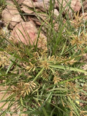 Cyperus