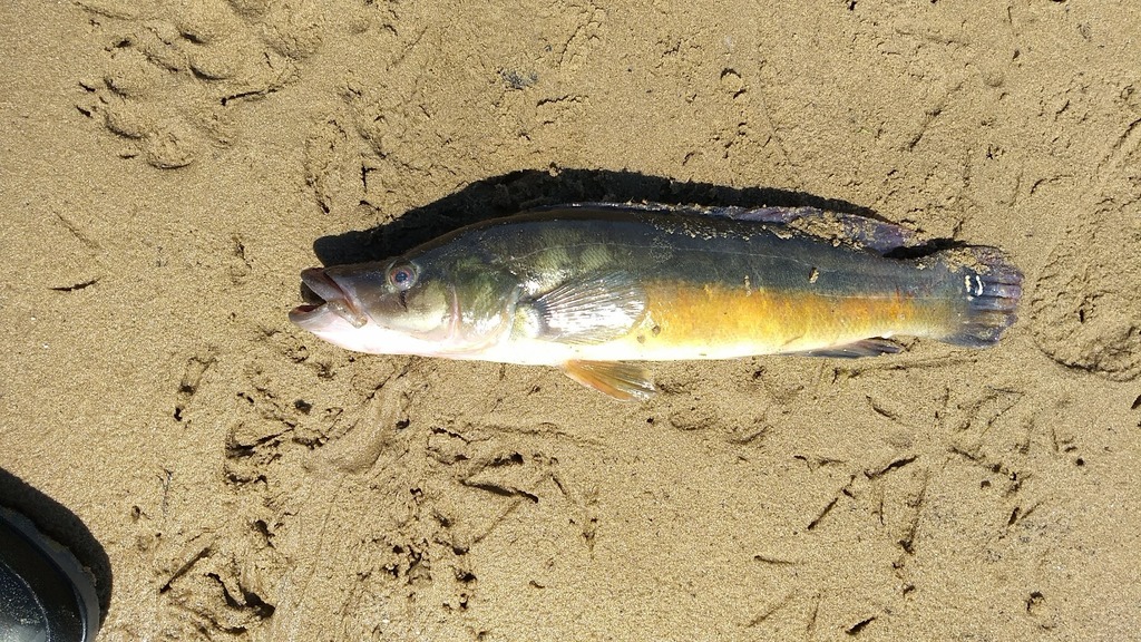 Pike Cichlid