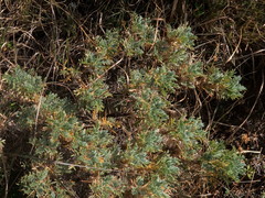 Astragalus sempervirens