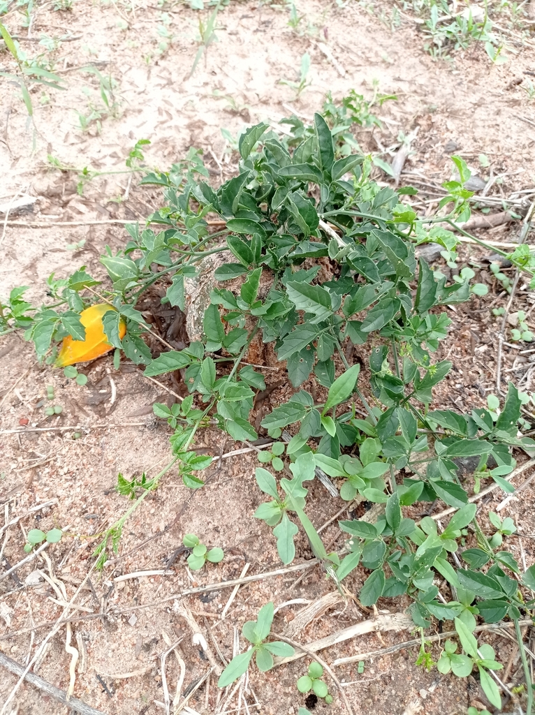 Momordica rostrata, Dodoma Urban, TZ-DO, TZ
