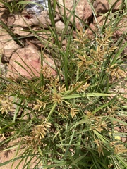 Cyperus