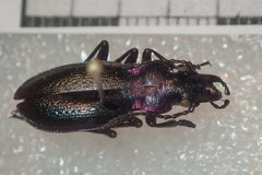Carabus pyrenaeus