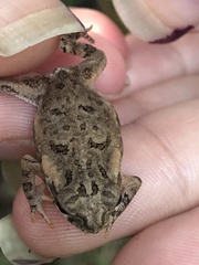 Rhinella henseli