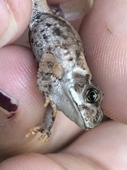 Rhinella henseli