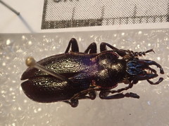 Carabus pyrenaeus