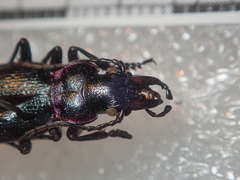 Carabus pyrenaeus