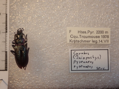 Carabus pyrenaeus