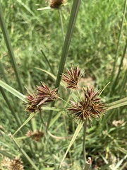 Cyperus congestus