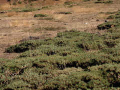 Astragalus sempervirens