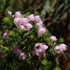Erica mauritanica