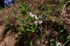 Erica mauritanica