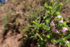 Erica mauritanica