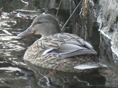 Anas platyrhynchos