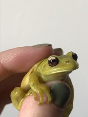 Aplastodiscus perviridis