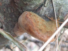 Fomitiporia hippophaeicola