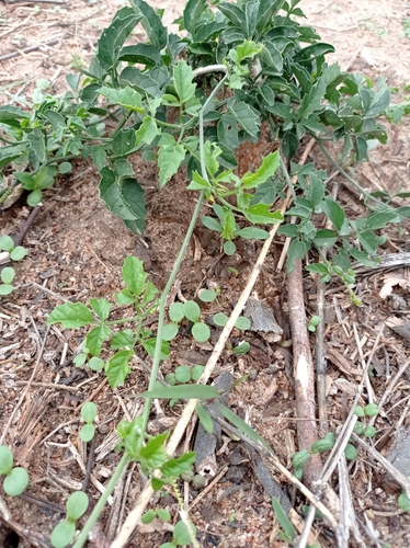 Momordica rostrata