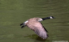 Branta canadensis