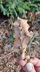 Cynips quercusfolii