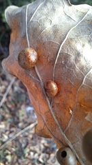 Cynips quercusfolii