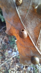 Cynips quercusfolii