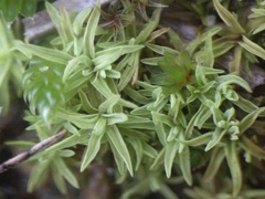 Tortella flavovirens