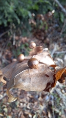 Cynips quercusfolii