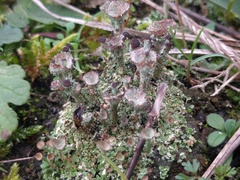 Cladonia pocillum