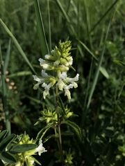Stachys annua