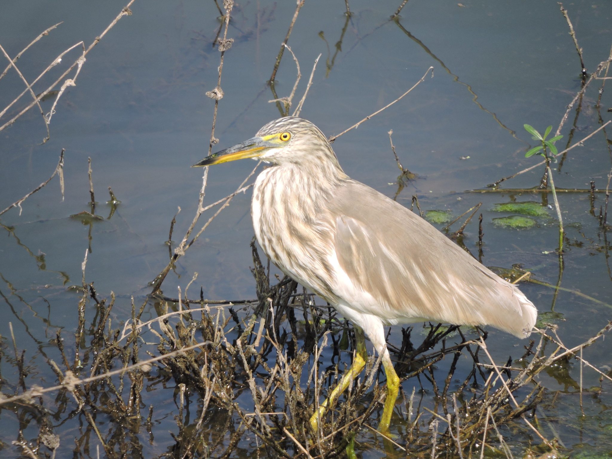 Indian Pond Heron