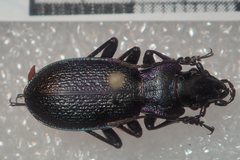 Carabus pyrenaeus