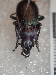 Carabus pyrenaeus