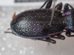 Carabus pyrenaeus