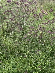 Verbena bonariensis