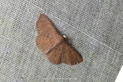 Corgatha castanearubra