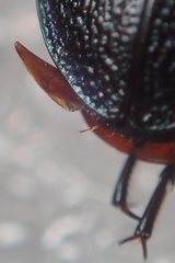 Carabus pyrenaeus