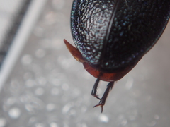 Carabus pyrenaeus