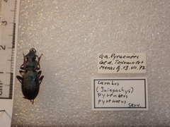 Carabus pyrenaeus
