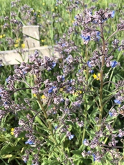 Cynoglottis barrelieri