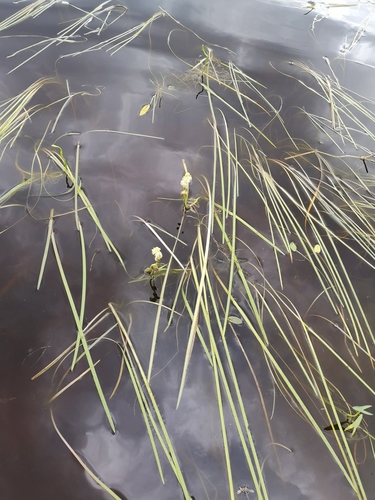 Sparganium gramineum (Sparganium gramineum)
