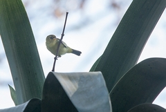 Hemithraupis ruficapilla