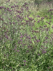 Verbena bonariensis