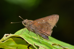 Hyarotis microstictum