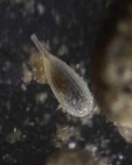 Lagena striata