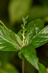 Spigelia humboldtiana