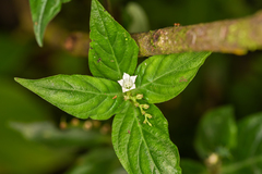 Spigelia humboldtiana