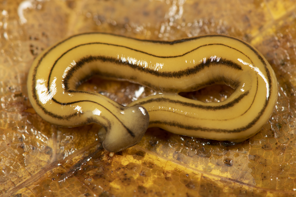 Diversibipalium multilineatum