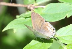 Hypolycaena philippus philippus